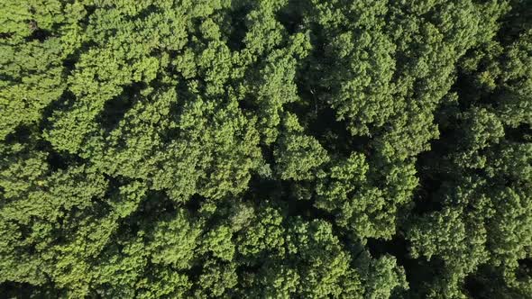 An aerial view over tall green trees on a sunny day on Long Island, NY. The camera tilted down, doll