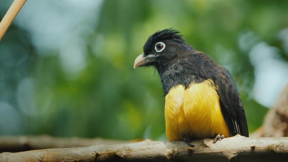 The Black-headed Trogon Is a Species of Bird in the Family Trogonidae