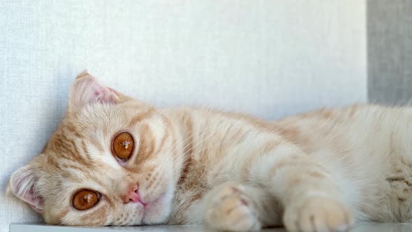 Cute Red Cat Breed Scottish Fold on a Light Background