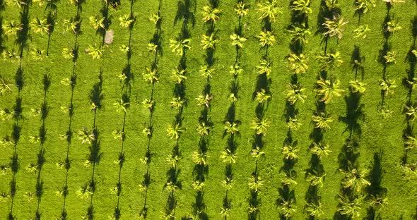 Coconut plantation in southeastern Brazil. Birds eye