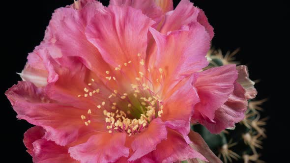 Pink Colorful Flower Timelapse of Blooming Cactus Opening
