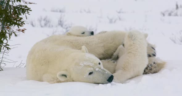 Wide shot of a Polar Bear sow and two cubs resting. Sow lifts paw and hugs one cub, pulling it close