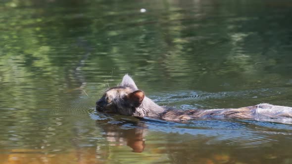 Cat Swimming in River. Black Kitten Swims in Water. Cat's Emotions. Slow Motion