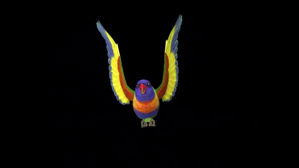 Rainbow Lorikeet - Asian Parrot - Flying Bird - Front View CU - Transparent Loop