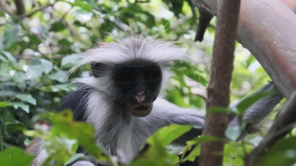 Red Colobus Monkey Sitting on Branch in Jozani Tropical Forest Zanzibar Africa