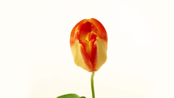 Top View Growing Big Bud Yellow Tulip Flower