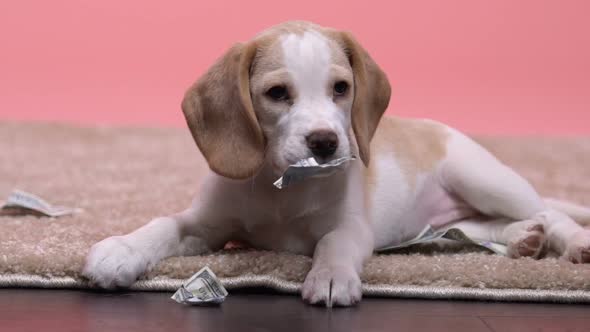 Naughty Beagle Puppy Chewing Owners Money Stash, Cute Little Prankster Pet