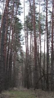 Vertical Video of the Pine Forest in the Afternoon