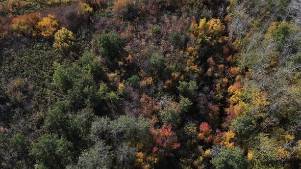 Top-down aerial view of colourful autumn leaves of boreal forest along lake shore. Buffalo Lake in r