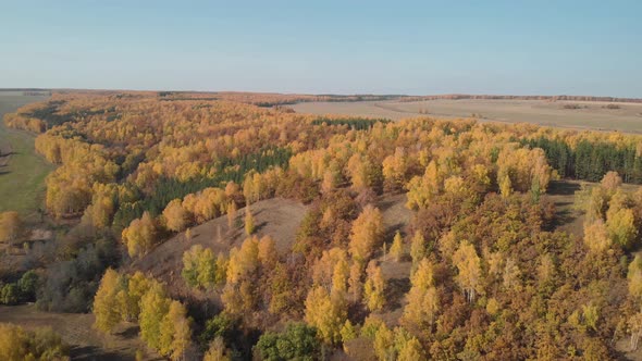 Autumn forest from a bird's height