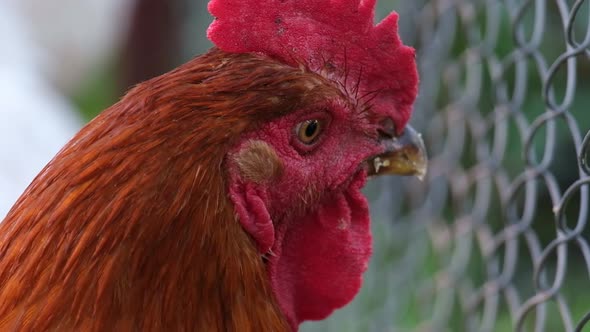 Close Up Portrait of a Rooster on a Home Farm