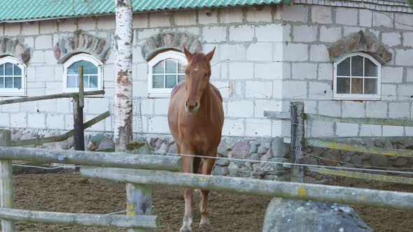 Slow Motion The Brown Horse is Running Towards