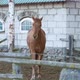 Slow Motion The Brown Horse is Running Towards - VideoHive Item for Sale