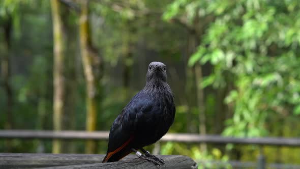 One red winged starling standing on handrail