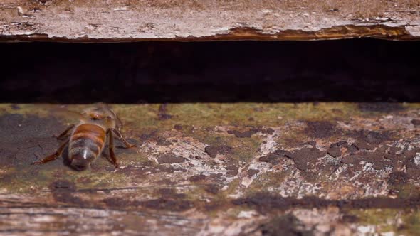 Bees entering a bee hive at a farm