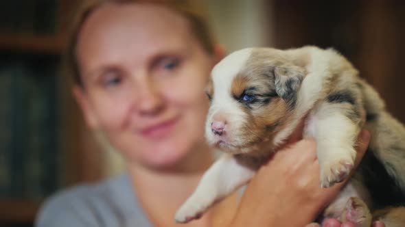 Woman Holding a Funny Little Australian Shepherd Puppy