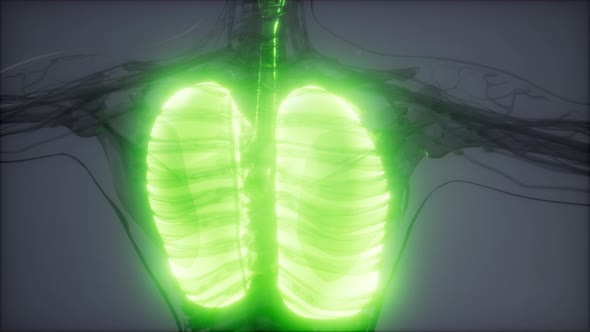 Human Lungs Radiology Exam