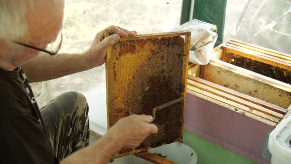 Honey Production Concept