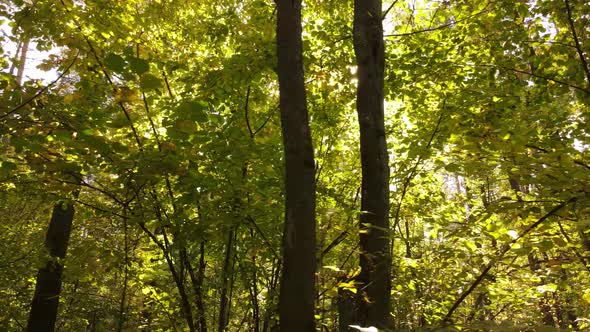 Forest with Trees in the Fall During the Day