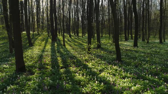 Spring Forest