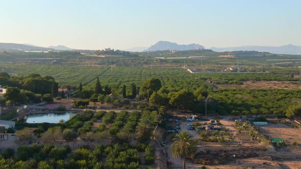 Mediterranean Green Citrus Farm Near Algorfa, Spain During Sunset.