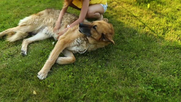 Cute girl and old dog enjoy summer day on the grass in the park