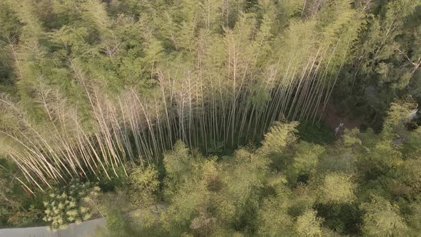 Aerial view of Dendrological Park in Shekvetili village, Georgia