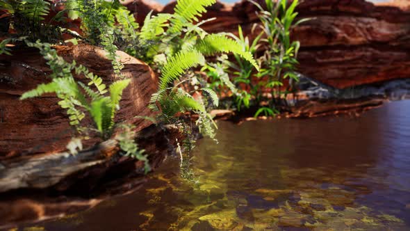 Tropical Golden Pond with Rocks and Green Plants