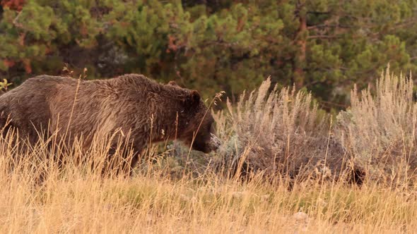 Mother Grizzly Bear and her four cubs in Grand Teton National Park