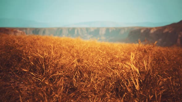 Golden Rocks and Grass in Mountains