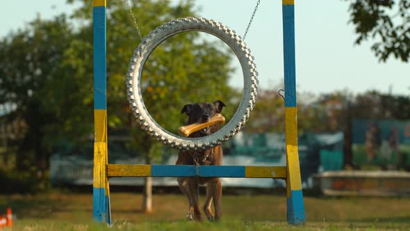 Dog jumping through a wheel, Ultra Slow Motion