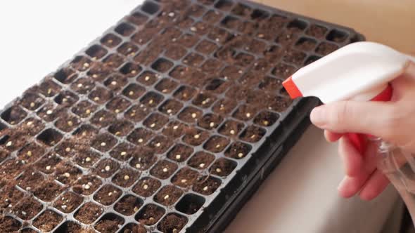 Woman Wateres Seeds of Vegetable Plants From Spray