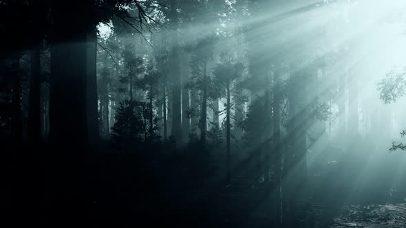 Black Tree Trunk in a Dark Pine Tree Forest