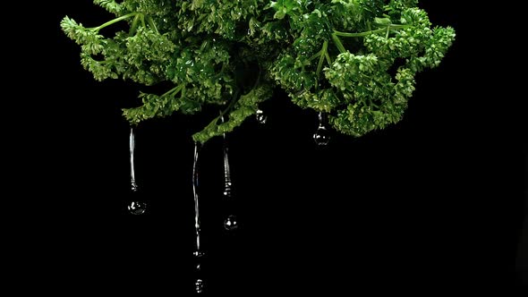 Friesian Parsley, Petroselinum crispum, with Water Splashing on Black Background, Slow Motion