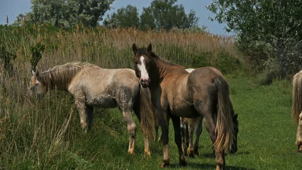 Foals of White Camargue horses, Camargue, France