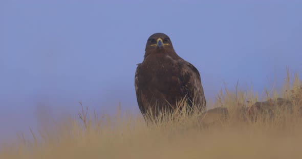 A Watchful Steppe Eagle (Aquila nipalensis) Waiting For Its Prey In The Field. - close up