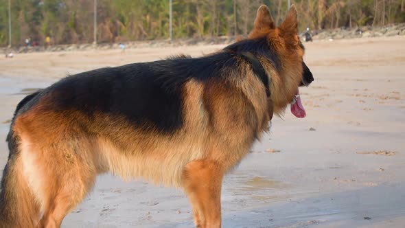 Young German shepherd dog standing on beach and breathing fast after running on beach and playing vi