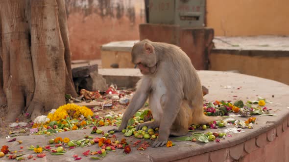 Monkey Indian Monkey Monkey Eating Fruits Garbage Indian Streets Monkeys on Indian Street