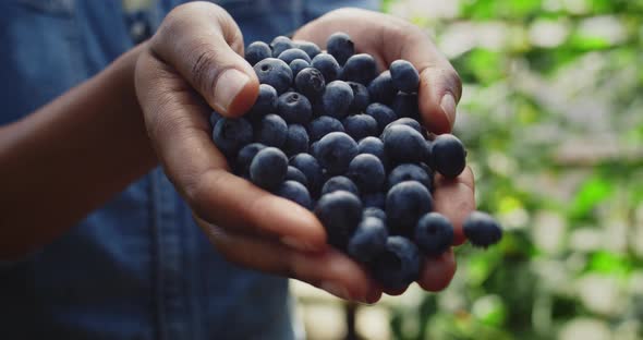 Crop View of Afro American Farmer Throwing Fistful of Blueberries From Hands