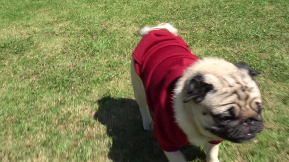 Slow motion of Pug breed dog running outdoor on green grass so happiness