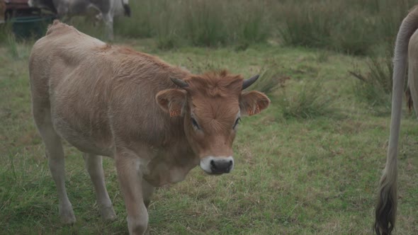 Limousine Cows