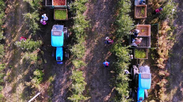 Apple Harvest. Aero, Top View. Seasonal Workers Pick Ripe Apples From Trees in Farm Orchard