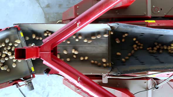 Harvesting Potatoes, Top View Potato Tubers Move on a Special Machine Tape, Automated Potato