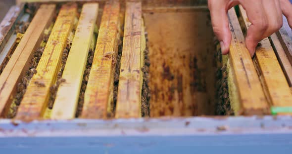 Closeup Top of the Hive Without Lid and Hand of Beekeeper with Bee Hive Tool in Hand Who Inspects