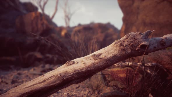 Dry Dead Tree Branches and Mountain Ridge