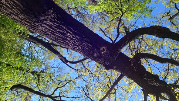 Vertical Video of the Forest in the Spring on a Sunny Day