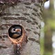 Woodpecker cleaning nest hole. Bird be peeking from home - VideoHive Item for Sale