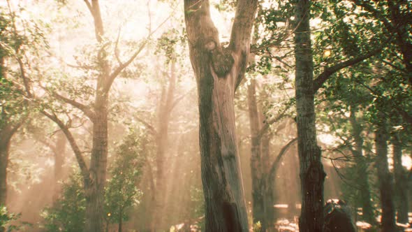 Rays of Sunlight in a Misty Forest in Autumn alt