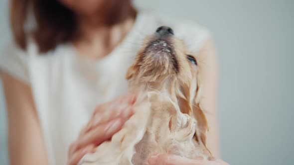 Owner Bathes His Dog in Foam