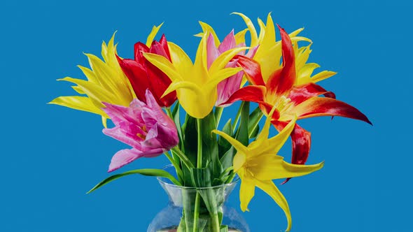 Yellow and Red Tulips Bouquet Fast Growing and Blooming in Timelapse on a Blue Background